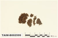 藏品(葉蘚屬)的圖片